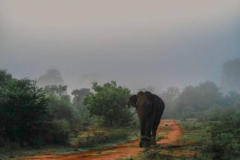 Explora el norte de Sri Lanka